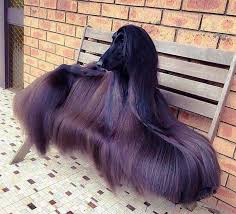 The saint bernard is a giant dog with long shaggy hair. Long Hair Amazing And Rare Dog Album On Imgur