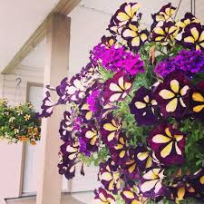 Top tips on making a beautiful flower arrangement for your home without spending lots of money. Hanging Baskets That Last All Summer Long