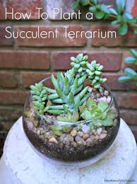 Succulent Terrarium In A Clear Glass Bubble Bowl Diy Succulent Terrarium Succulent Garden Diy Succulent Bowls