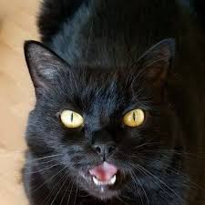 Black And White Cat With Pink Nose Image Result For Black Cat Pink Nose Gorgeous Cats Cat And Dog Memes Black Cat