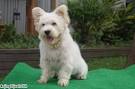 West Highland Terrier Puppies for Sale from Breeder at ...