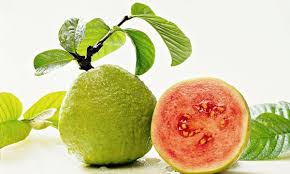 We did not find results for: Guava Tree Red Variety