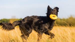 Altdeutscher schäferhund welpe unser letzter welpe sucht sein neues zuhause. Altdeutscher Hutehund Welpenknigge De