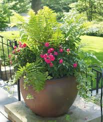 Related Image Containergardeningideas Container Plants Plants Garden Containers