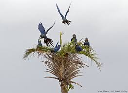 Bird That Sounds Like A Slide Whistle At Night Lear S Macaw Arara Azul De Lear Anodorhynchus Leari Birds Bird Species Colorful Birds