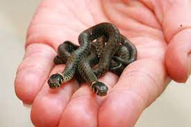 ring snake babies junge ringelnatter landesmuseum museum zoo ausstellung