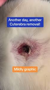 Image result for cuterebriasis in dogs