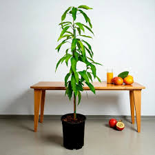 Image result for Mangifera indica