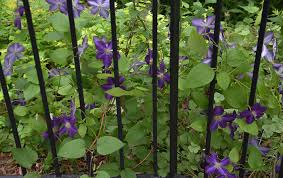 Vine with purple flowers texas. Clematis Vine For Texas Lee Ann Torrans Gardening
