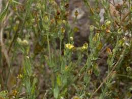 Image result for Hypericum roeperianum