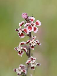 Image result for Silene abyssinica