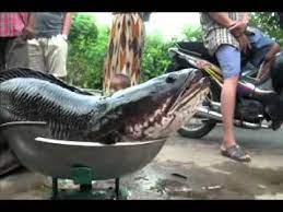 Melalui artikel ini kita akan berkenalan dengan 17 perusahaan terbesar di dunia yang telah mencatatkan diri sebagai perusahaan terkuat. Ikan Gabus Besar Cuma Dilirik Warga Pontianak Youtube