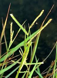 Image result for Paspalum scrobiculatum