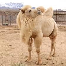 Quicktsi provides list of trucking companies in las vegas willstar trucking 2059 camel st las vegas, nv 89115 trucks: Camel Safari Las Vegas 2021 All You Need To Know Before You Go Tours Tickets With Photos Tripadvisor