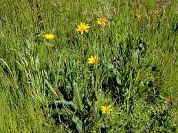 Image result for Clutia angustifolia