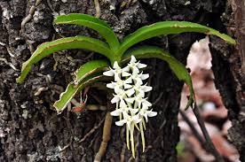 Image result for Cyrtorchis praetermissa