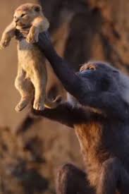 The Lion King Box Office Collection The reality is that what the lion king has made in north america thus far only accounts for less than 35 percent of the total gross. the lion king box office collection