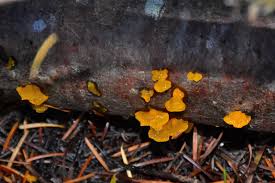 Fungus its a rare specie of white jelly fungus. Identification Yellow Jelly Fungi Ubc Botanical Garden Forums