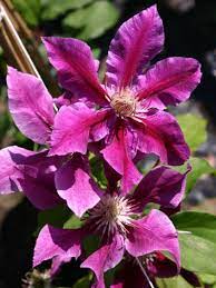 Check spelling or type a new query. Clematis Dr Ruppel Clematis Dr Ruppel Baumschule Horstmann