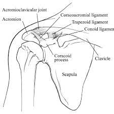 The shoulder joint (glenohumeral joint) is a ball and socket joint between the scapula and the humerus.it is the major joint connecting the upper limb to the trunk. Line Drawing Of Native Shoulder Joints With Intact Acromioclavicular Download Scientific Diagram