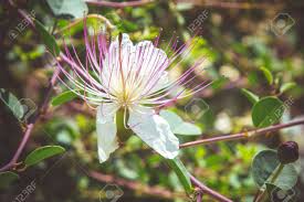 Image result for Capparaceae