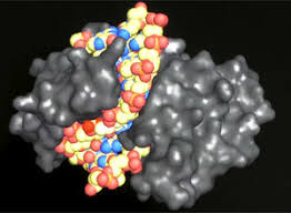 Other genes code for rna products. Imaging Dna Structure Lesson Teachengineering