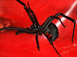 By the images i have looked at, i think it might have been a marbled cellar spider. Black Widow Spiders Facts Extermination Information