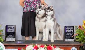 Pet adoption template name of pet: Northstar Siberian Huskies Yakutian Laikas Home