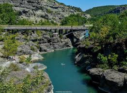 Image result for Grevea