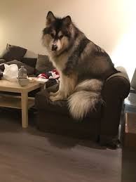 We did not find results for: The Biggest Dog In Richmond Meet Tyson Richmond News