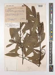 Image result for Synandrodaphne