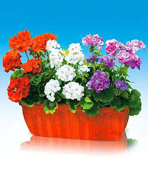 Baldur Garten Stehende Balkon Geranien Kollektion 6 Pflanzen Pelargonium Zonale Geranie Blau Und Orange Amazon De Garten Geranien Garten Pflanzen