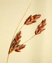 Image result for Bulbostylis