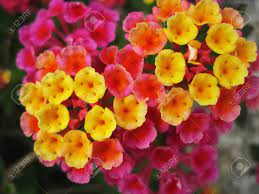 It's just so irresistible with stunning red and hot pink floral favorites, like roses, ranunculus, lilies and stock. Close Up Photo Of Colorful Flower With Small Yellow Orange And Pink Thrumpets Lantana Hybrid Stock Photo Picture And Royalty Free Image Image 96881700