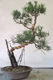 Kusamura Bonsai Club Making Dramatic Bends In A Pine Bonsai Bonsai Baum Pflanzengestaltung