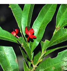 Image result for Campylospermum