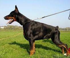 European Doberman Look At Those Muscles Such A Handsome Boy Doberman Dobermann Pinscher European Doberman