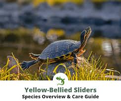 At most, males will only get to be about nine inches long. Yellow Bellied Sliders Care Guide Species Diet Habitat Setup Reptileknowhow