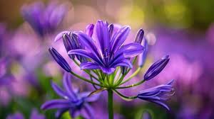 Image result for Goodeniaceae