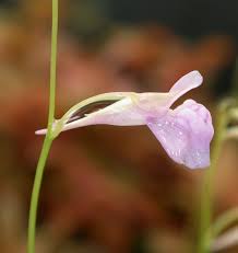 Image result for Utricularia scandens