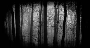 Image Result For Haunted Woods Scary Backgrounds Forest Wallpaper Dark Forest