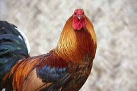 Download now gambar ayam filipina petarung yang lincah gambar foto ayam. 32 Gallery Ayam Bangkok Ayam Saigon Ayam Filipina Ayam Birma Etc Ideas Filipina Saigon Bangkok