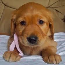 A goldador is an easy dog breed to train since both the labrador retriever and the golden retriever are highly intelligent. Golden Retriever Lab Mix Puppies For Sale Cute Puppies Red Golden Retriever Puppy Golden Retriever Lab Mix Puppy Golden Retriever