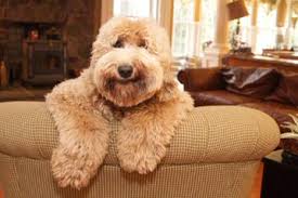 Our aim is to breed the happiest healthiest loving australian labradoodles. Australian Labradoodle Puppies For Sale Australian Labradoodle Dog Breeders