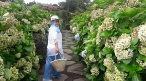 Hal ini karena industri kecantikan dan hiburannya yang mendunia. Merekahnya 500 Jenis Tanaman Camelia Di Taman Bunga Jeju Korea Selatan