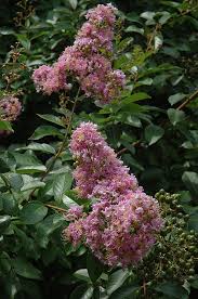We did not find results for: Muskogee Crapemyrtle Lagerstroemia Muskogee In Richmond Fairfax Loudoun Prince William Fredericks Virginia Va At Meadows Farms Nurseries
