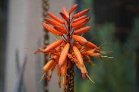Image result for Aloe arborescens × musapana