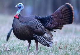 This subreddit is for news and discussion about turkey. Davis Column Turkey Season Leads To Other Spring Experiences Recreation Wiscnews Com