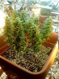 Getting the supplies to make a grow room. How To Grow Weed With Cfls Grow Weed Easy