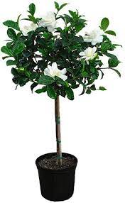 Miami Supreme Gardenia Tree Live Plant 3 Gallon Etsy Gardenia Trees Rose Like Flowers Gardenia Plant